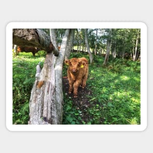 Scottish Highland Cattle Calf 1816 Sticker